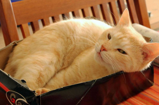 猫咪认错的动作是什么
