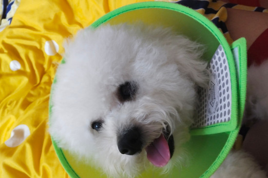 比熊怀孕症状