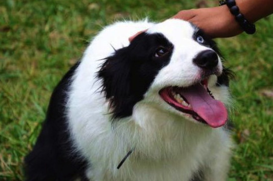 边境牧羊犬能吃鸡蛋吗