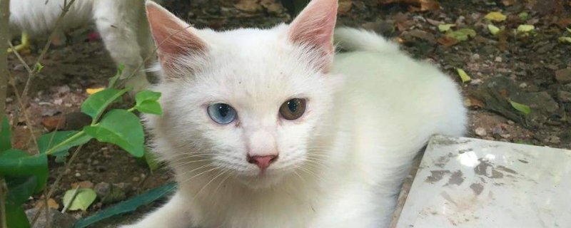 猫眼睛颜色不一样