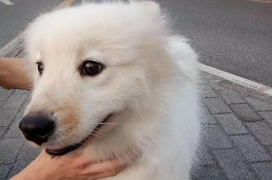 狗牙龈出血