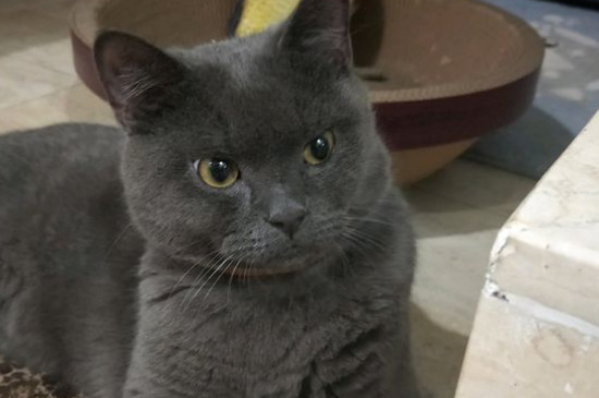 英短蓝猫一般吃什么