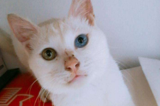 猫可以空运吗
