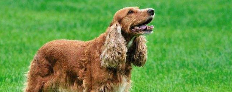 英国可卡犬怎么修毛