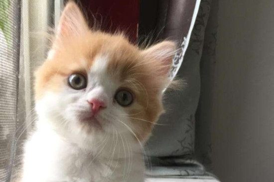 母猫生小猫会减少寿命吗