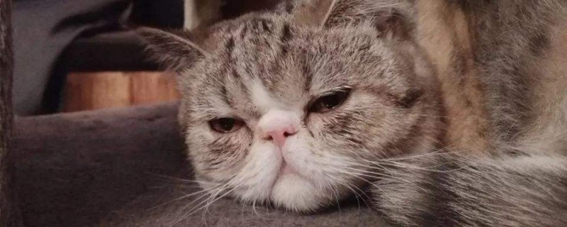 猫咪打嗝是怎么回事