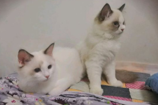 养猫的坏处
