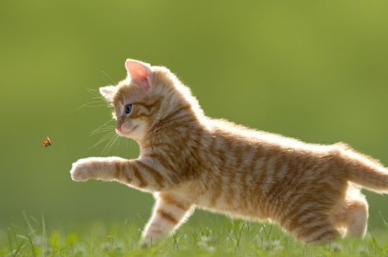 猫吐了白色黏液或泡沫