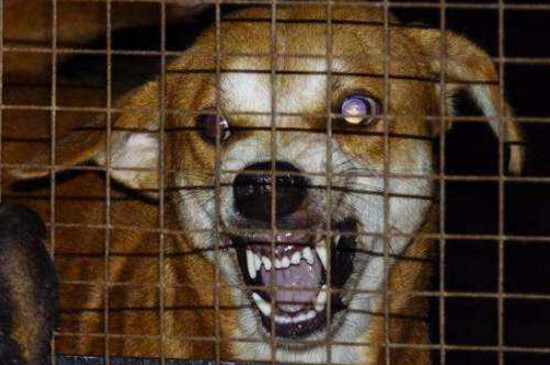 狂犬病的狗能活多久，3～5天内死亡率高达80%