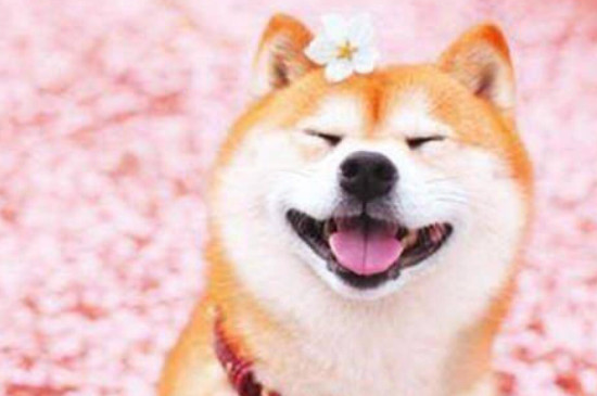 柴犬能吃玉米粒吗