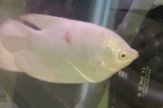 养鱼的数量有什么讲究
