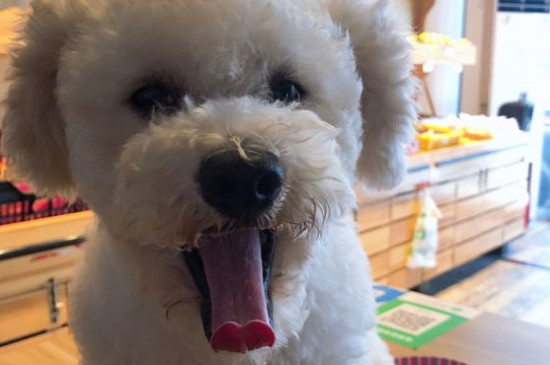 比熊为什么驼背