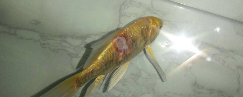 锦鲤身上溃烂能自愈吗