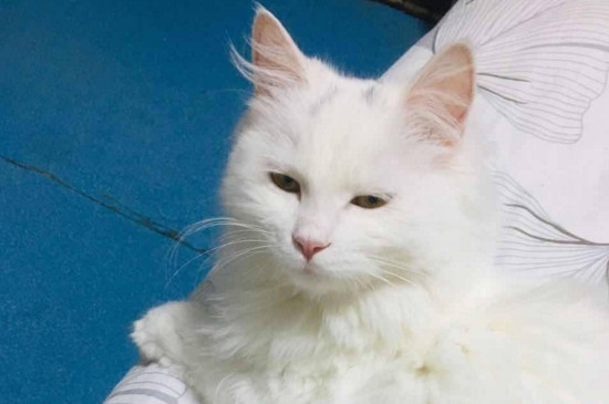猫瘟试纸一深一浅