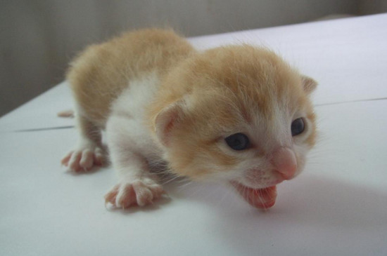 猫藓会传染给猫吗