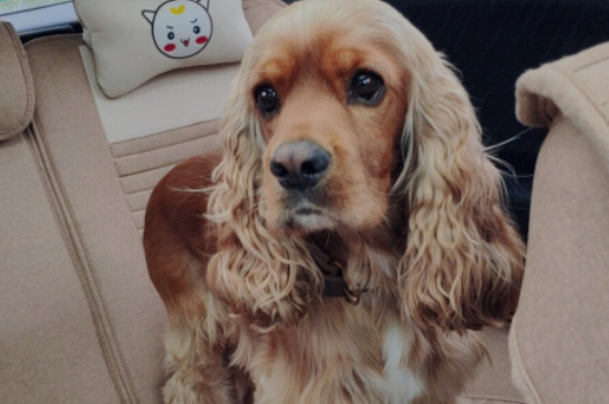 可卡犬的优点和缺点