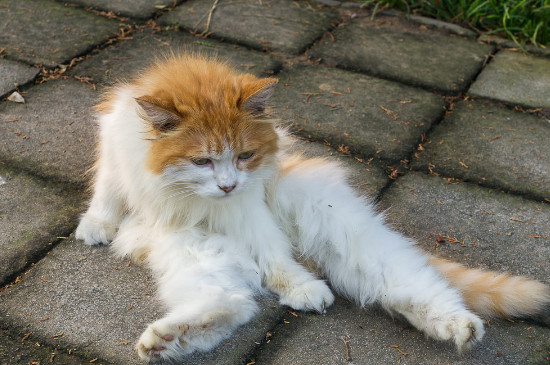 星巴克宠物奶油猫能吃吗