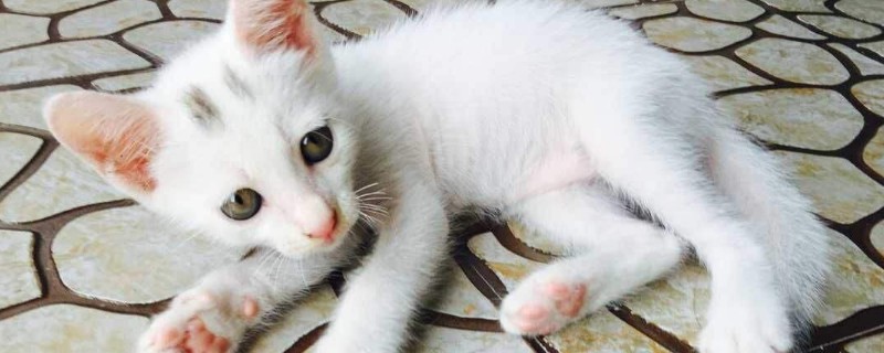猫和兔子能一起养吗