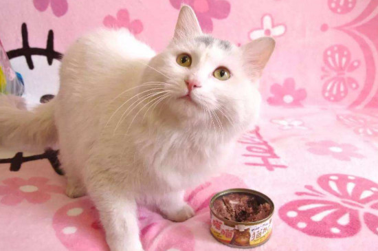 猫耳螨用什么药