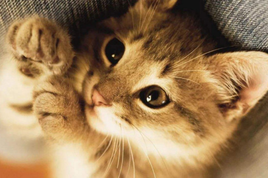 猫猫为什么喜欢咬人，猫咪轻咬主人的原因