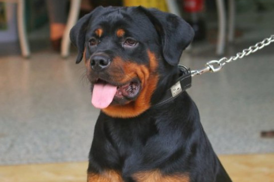 罗威纳犬性格怎样，罗威纳各阶段的性格