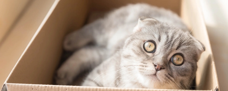 猫的形态特征