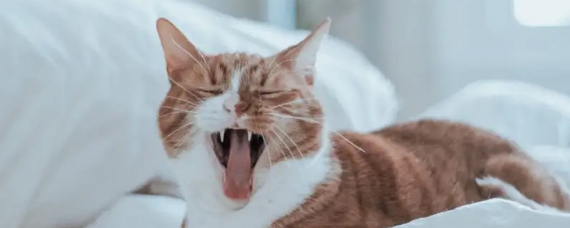 猫咪经常打喷嚏是怎么回事