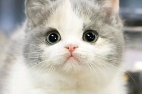 猫传腹要隔离其他猫吗