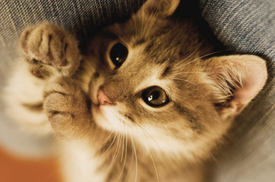 十大适合家养的猫，最适合家养的猫排名