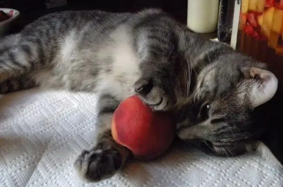 猫可以吃石榴吗