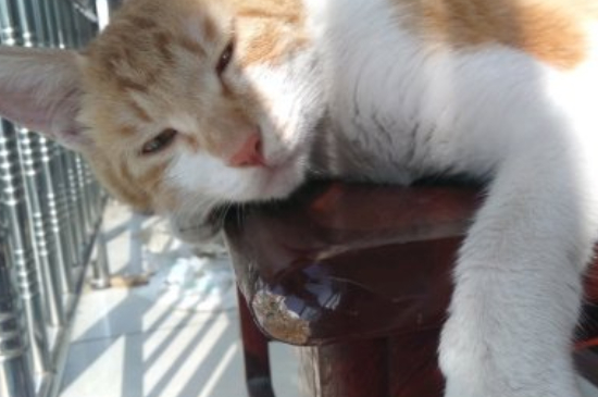 猫咪生产后都需要注意些什么