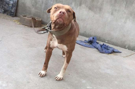 比特犬怎么练死口