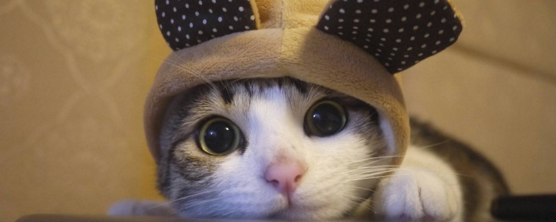 猫咪脱毛是什么原因