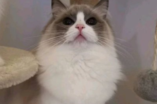 猫咪肉垫上长出小指甲