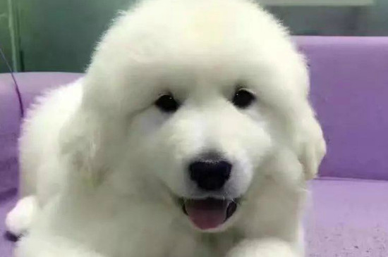 北极熊犬的价格，一般需要1000-3000元一只