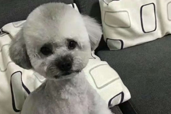 狗流绿水一天还没生