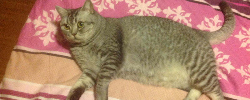 膨润土猫砂怎么溶解，不易溶解容易堵马桶
