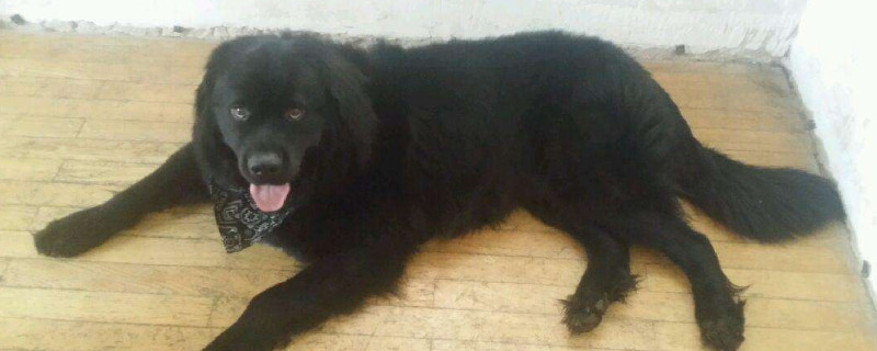 纽芬兰犬优缺点
