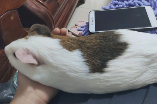 荷兰猪为什么咬我