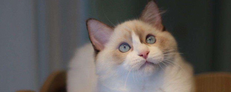 猫生完多久可以再配