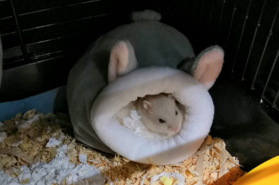仓鼠可以吃面包吗