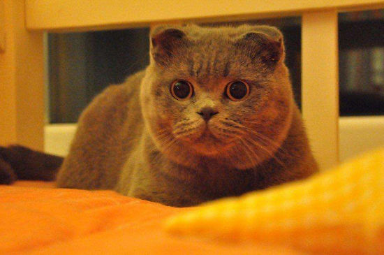 蓝猫公猫多大开始发情