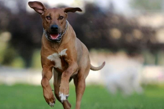世界禁养的十大猎犬，最凶猛猎犬排行榜