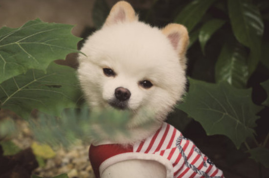 博美犬怎么训练大小便