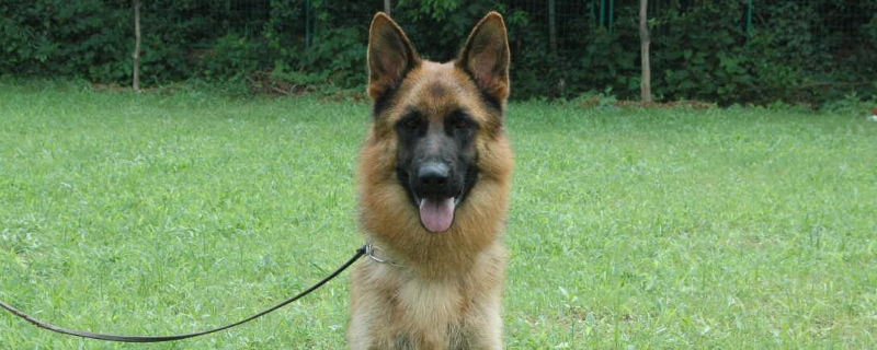 养牧羊犬需要注意什么