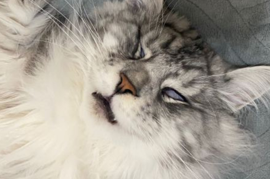 缅因猫多大可以交配