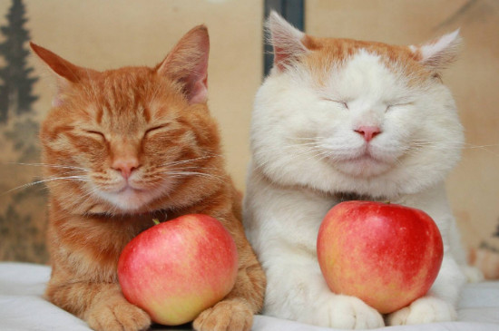 猫可以吃猪肉吗