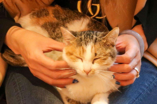 猫咪爬到人身上预示什么