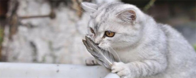 适合猫咪吃的肉类