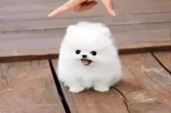 茶杯犬怎么样好养吗